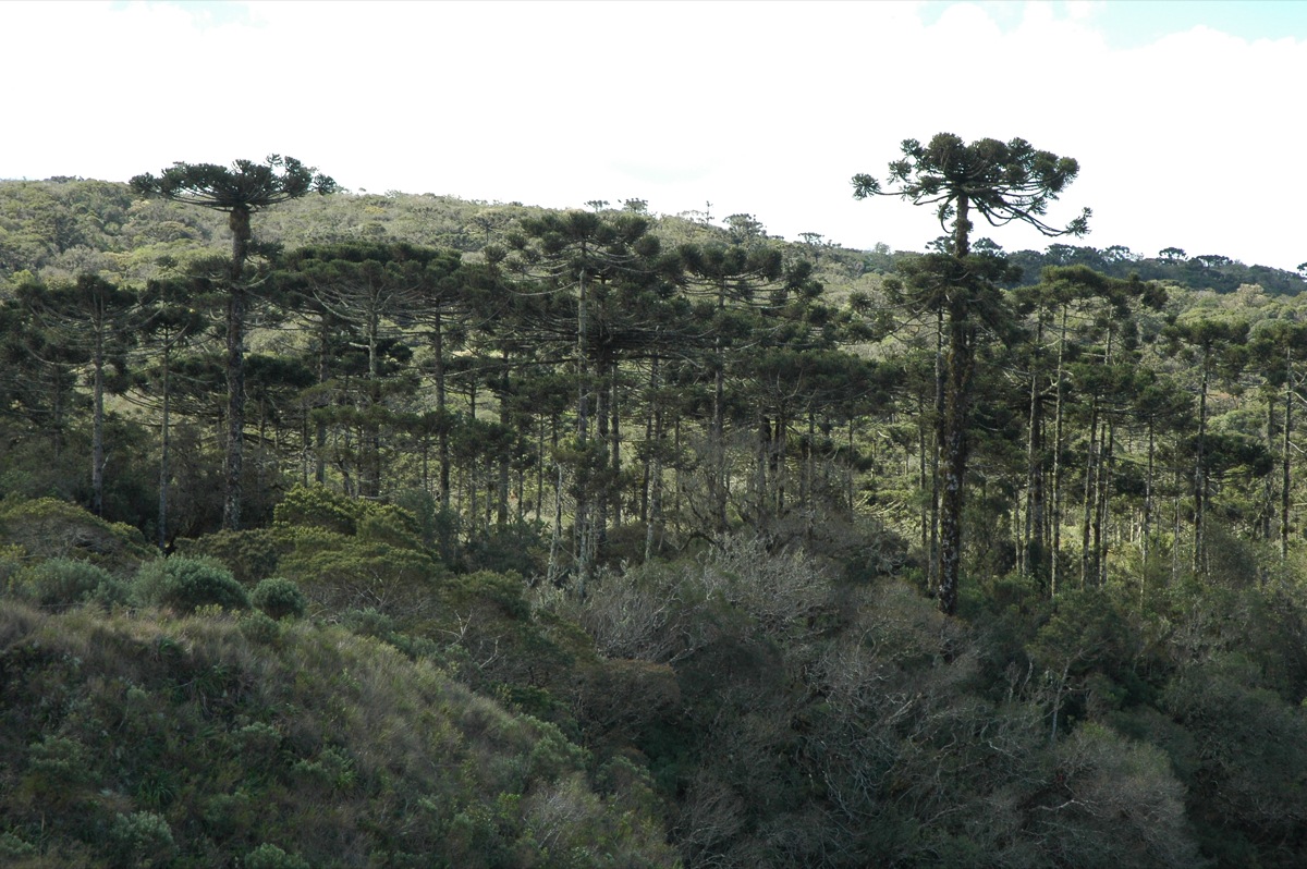 Imagem de referência de Floresta ombrófila mista, descrito nos dados abertos como ecossistema com chuva durante o ano todo