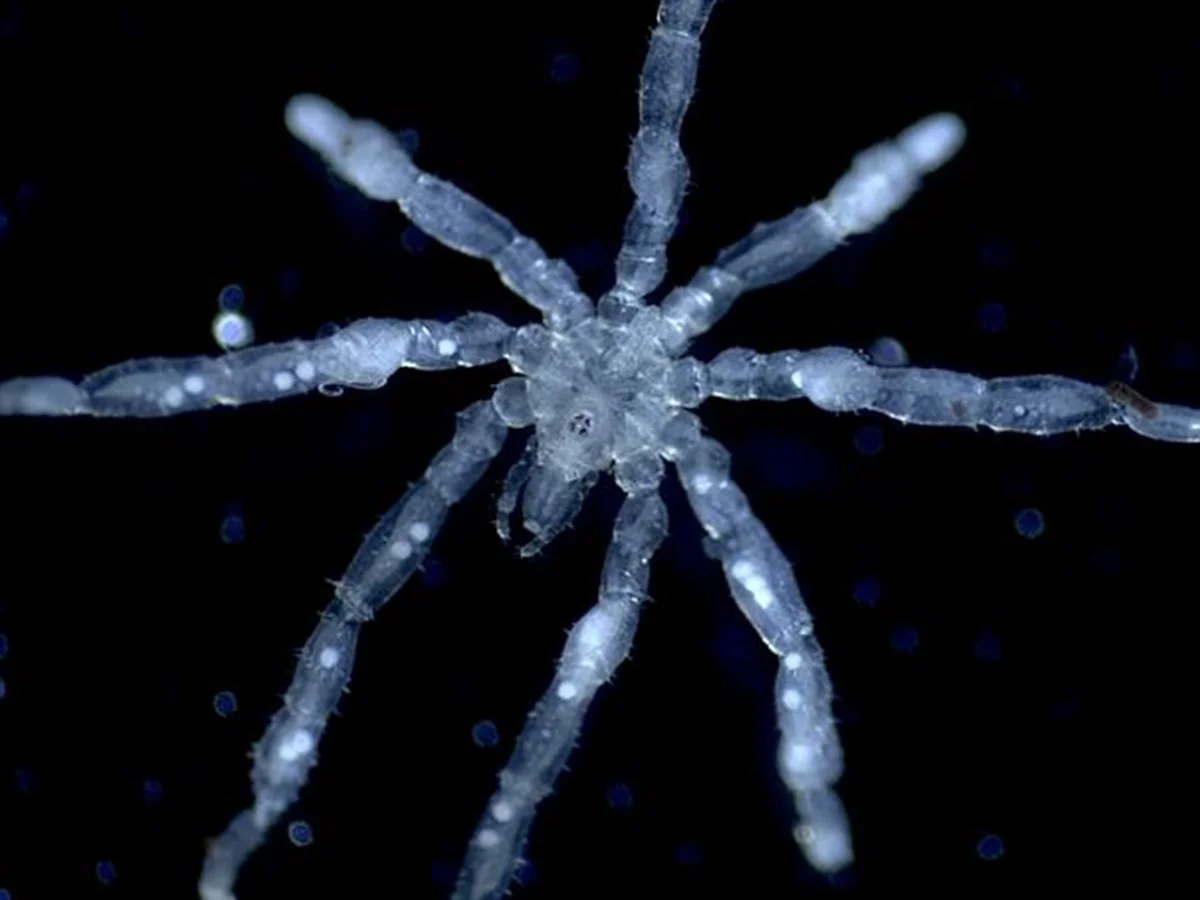 Nova espécie de aranha-marinha tem olhos vermelhos e pernas peludas