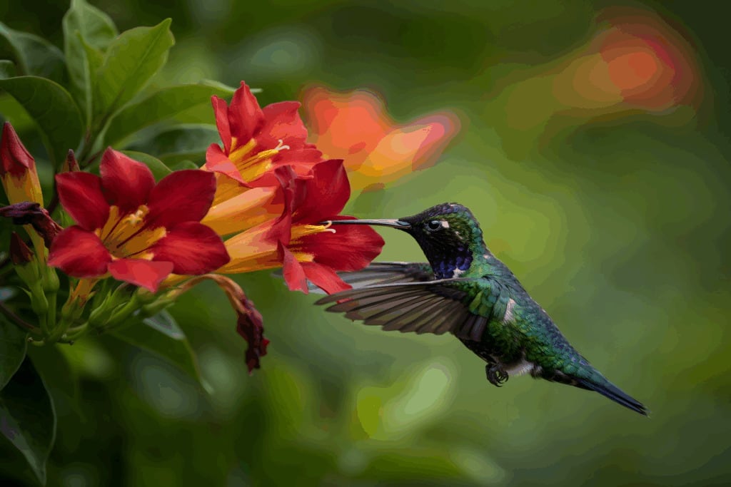 Sabia que o beija-flor consegue ficar parado no ar? Veja outras curiosidades sobre a ave