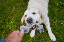 Primavera chegou e seu cachorro pode começar a soltar mais pelo pela casa; entenda