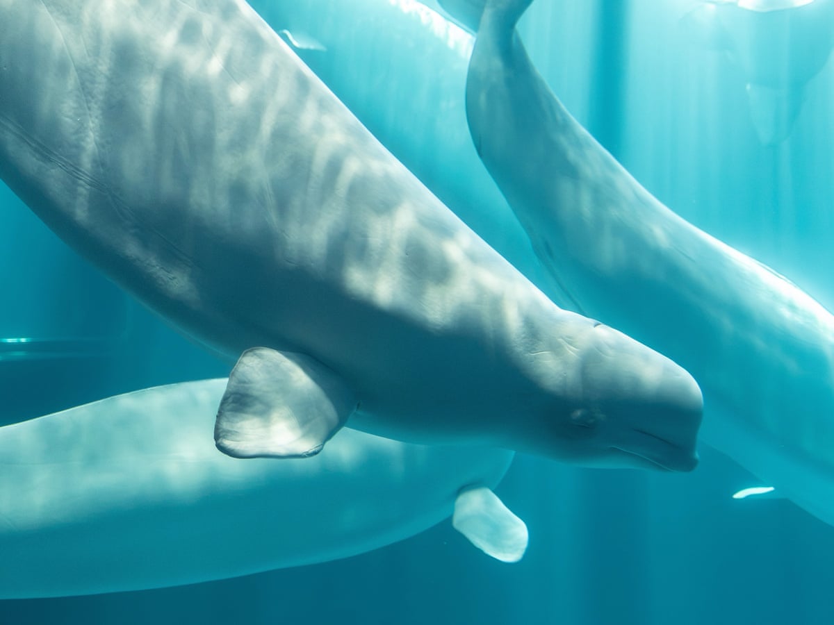 Baleia-beluga resgatada de parque marinho canadense fechado morre nos EUA