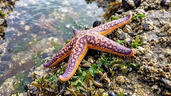 El nivel del mar podría subir casi 60 centímetros para 2100: por qué la posible llegada de especies invasoras sería un nuevo desafío