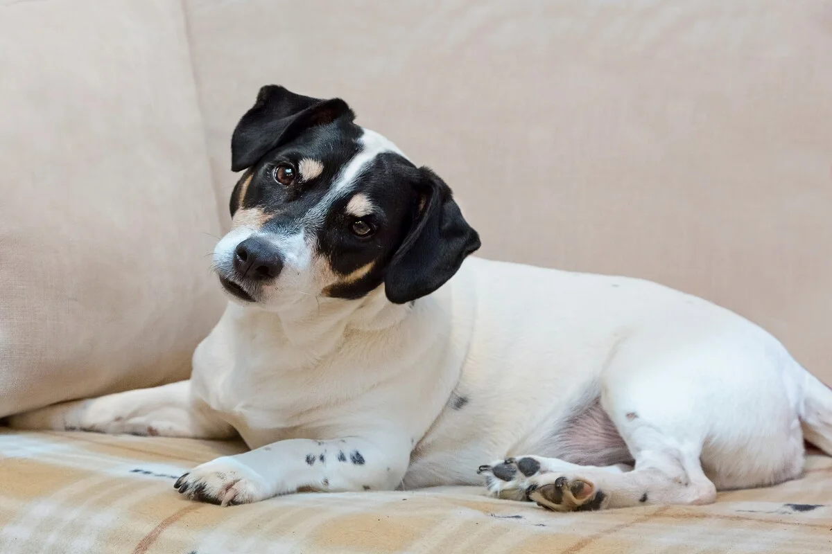 Inclinar a cabeça ao ouvir o tutor pode ser sinal de atenção do pet