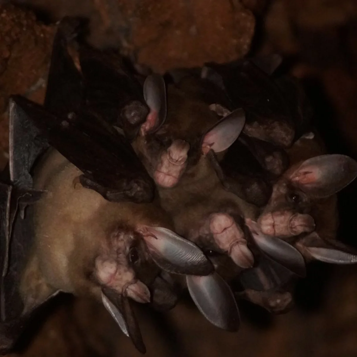 DNA de morcegos dá pistas sobre longevidade e resistência ao câncer