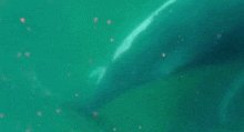 Pelicano bate à porta de laboratório e ‘pede ajuda’ para se livrar de anzol nos EUA