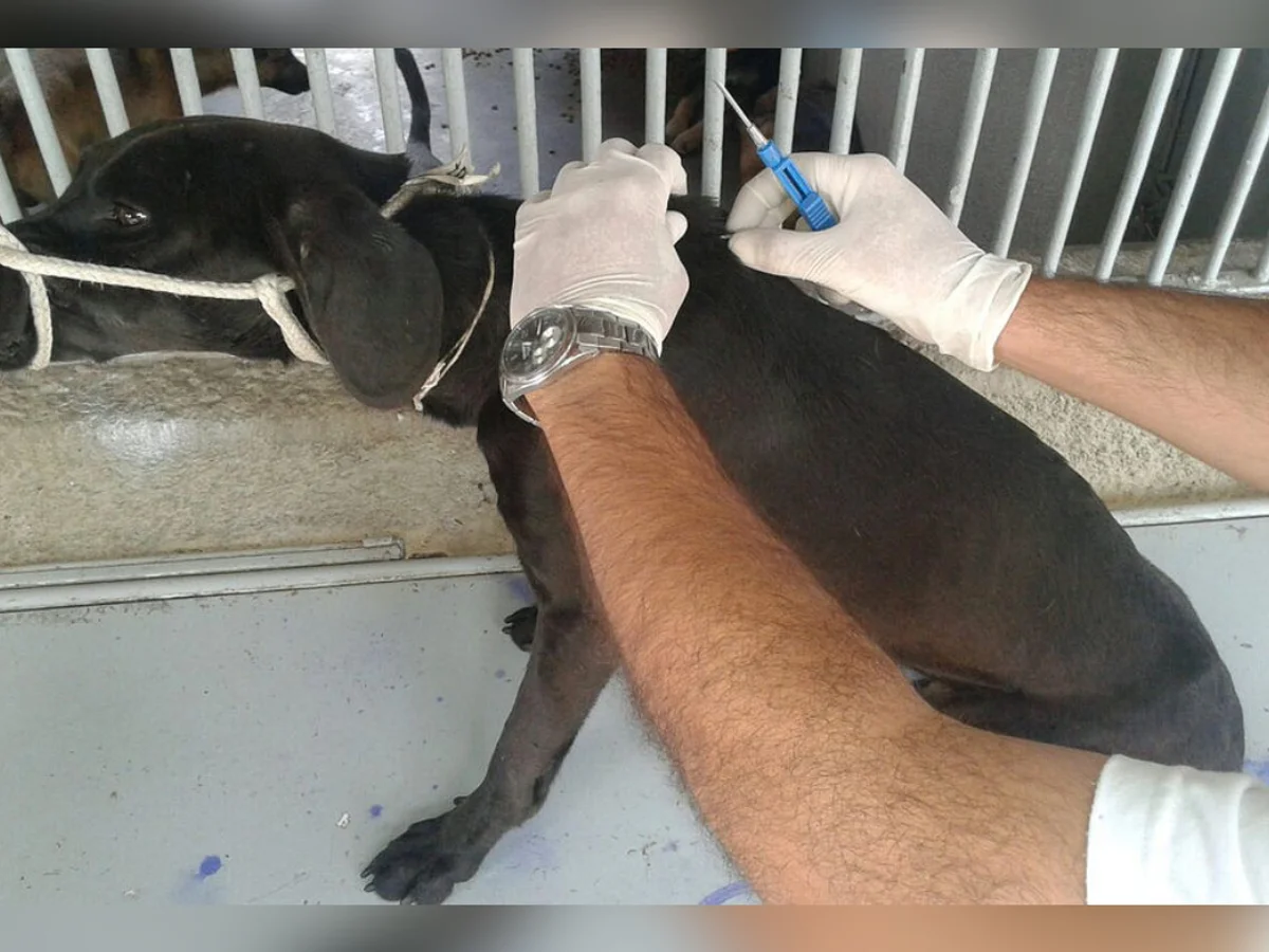 Mais de 122 mil pets de Minas já têm cadastro nacional; veja como fazer