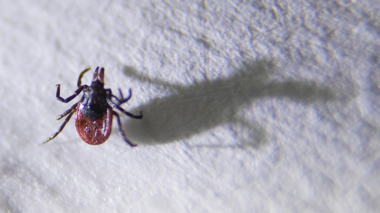 Tajouri: com a ajuda da IA, podem ser criados vírus perigosos para humanos