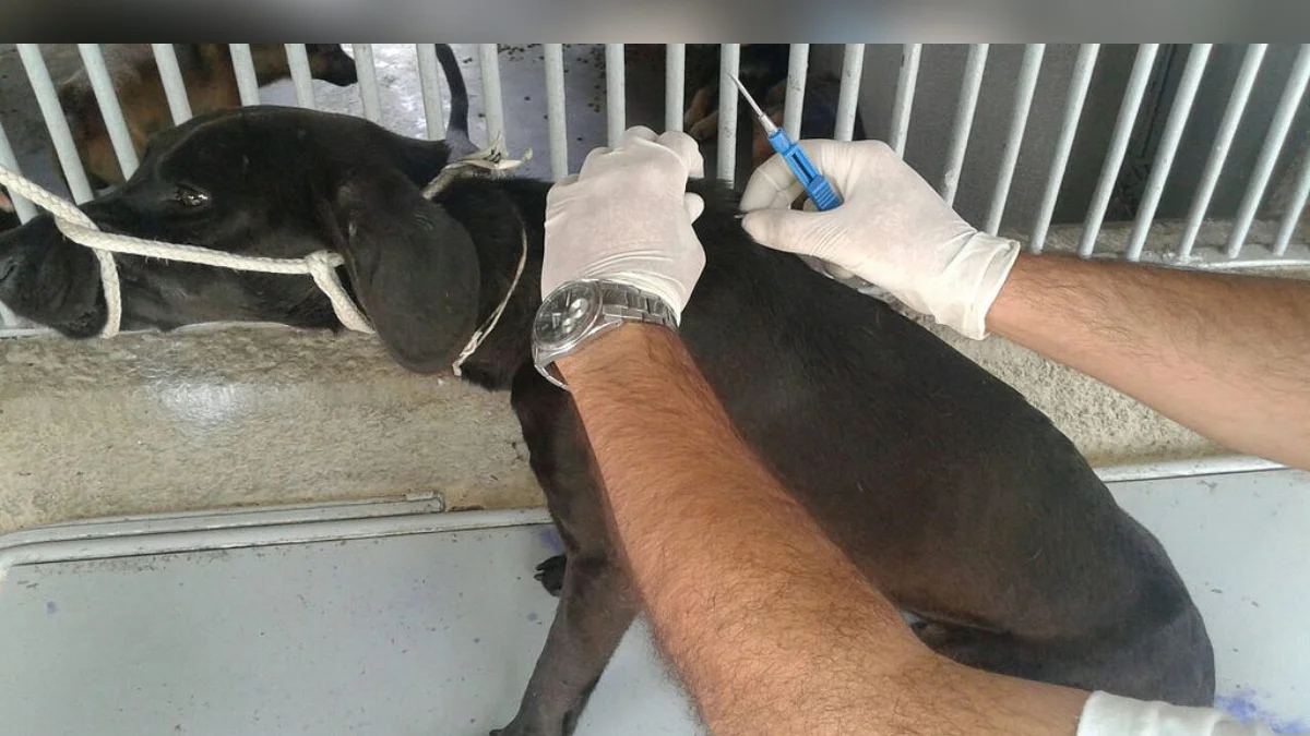 Mais de 122 mil pets de Minas já têm cadastro nacional; veja como fazer