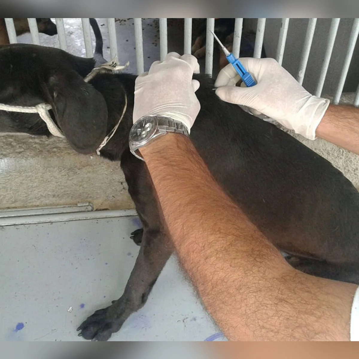 Mais de 122 mil pets de Minas já têm cadastro nacional; veja como fazer