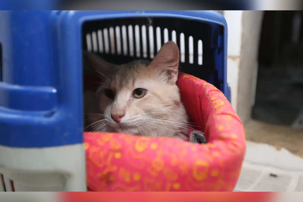 Imagem da matéria: Mais de 122 mil pets de Minas já têm cadastro nacional; veja como fazer