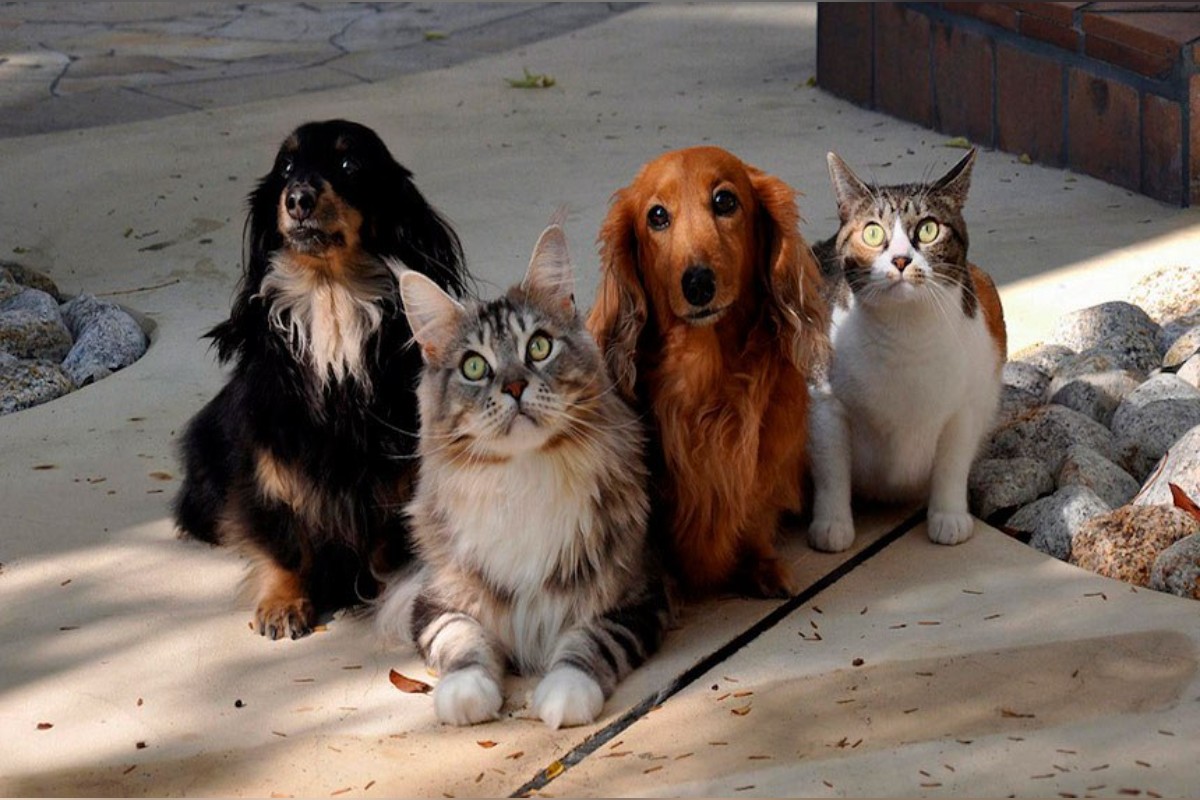 Imagem da matéria: Mais de 122 mil pets de Minas já têm cadastro nacional; veja como fazer