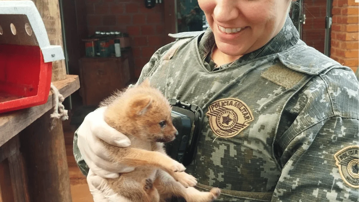 Filhote de raposa de 40 dias é resgatado após ser "raptado" por gavião