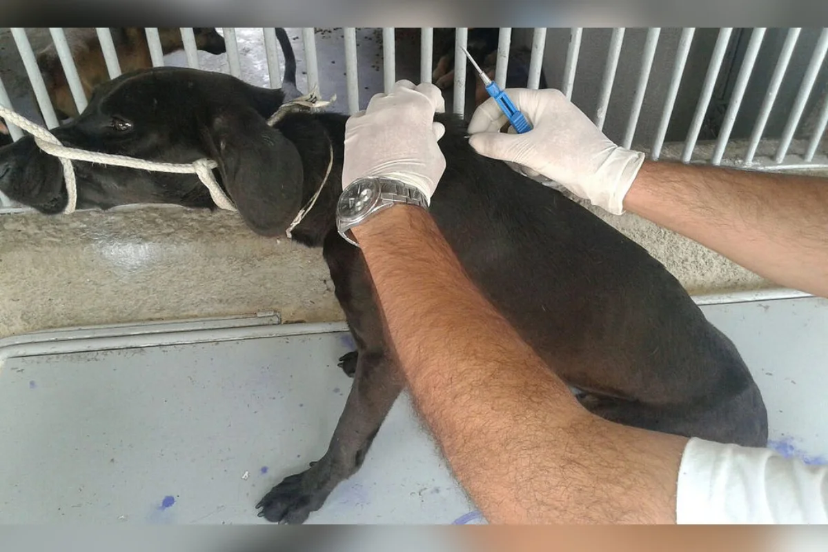 Mais de 122 mil pets de Minas já têm cadastro nacional; veja como fazer